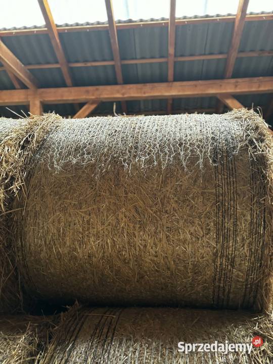 Sprzedam słomę przenną z sezonu 2025 Hodowla bydła