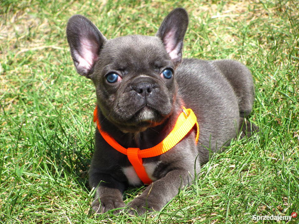 Buldog Francuski buldożki blue błękitne Włocławek