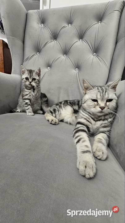 Kotki szkockie Siechnice