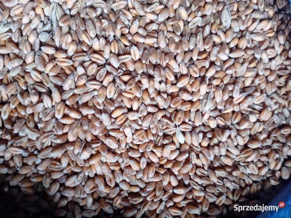 pszenica impresja ozima Nałęczów sprzedam