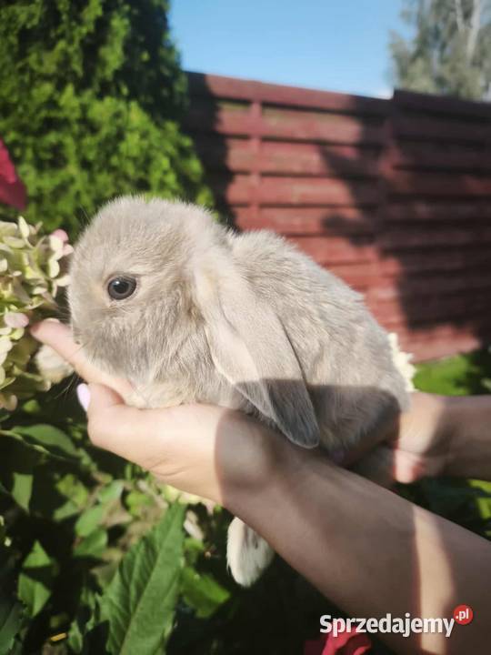 Królik miniaturowy mini lop