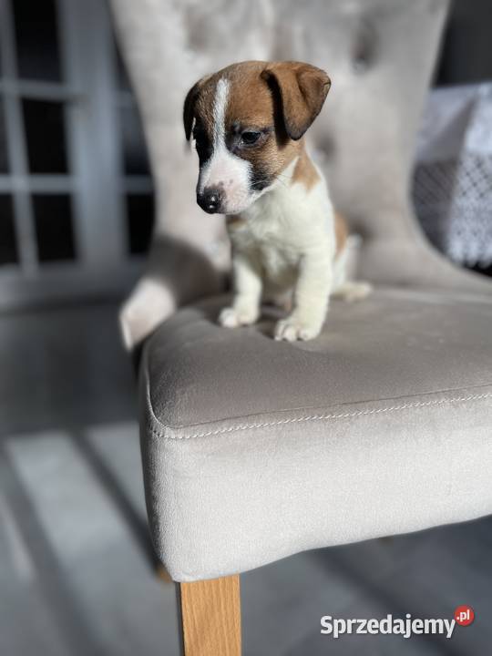 Jack Russell Terrier szczeniaki Częstochowa