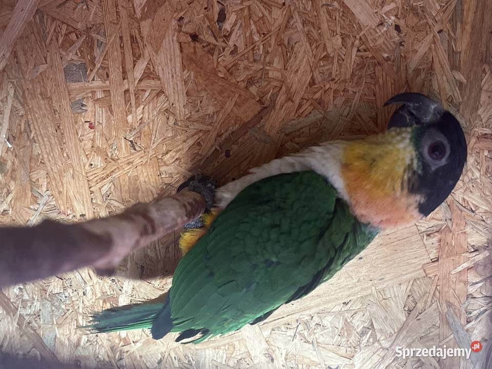 Barwinka czarnogłowa małopolskie Kęty