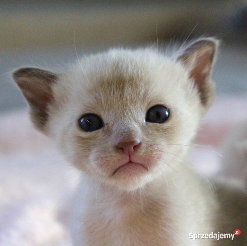 Kocięta tonkijskie kot tonkijski hodowla Zona Pozostałe Grudziądz