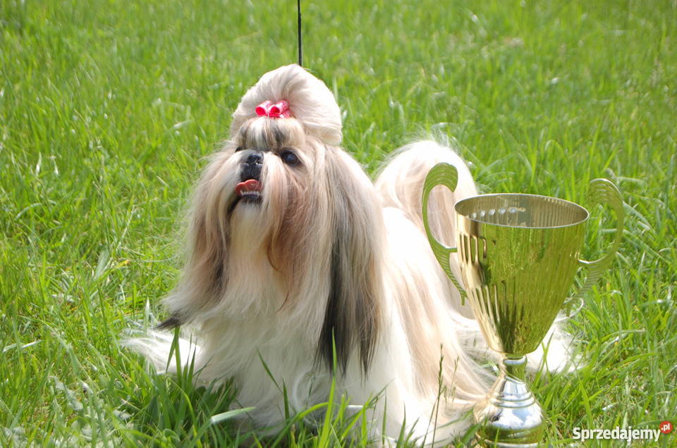 Sprzedam piękną wystawową suczkę Shih Tzu Psy Kielce
