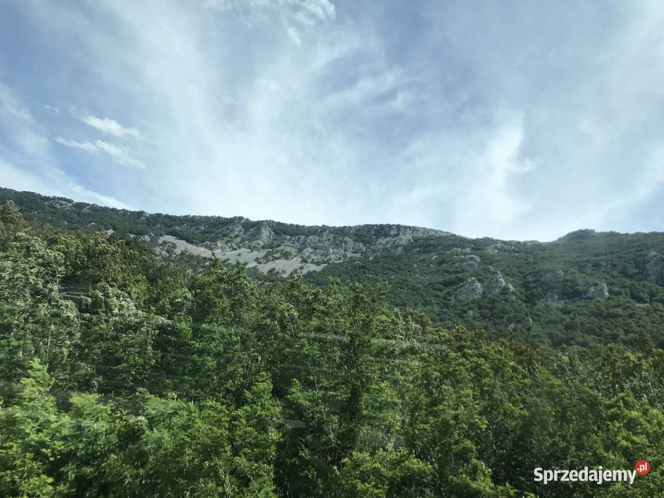 wycinka drzew porządkowanie posesji Łomianki Dolne