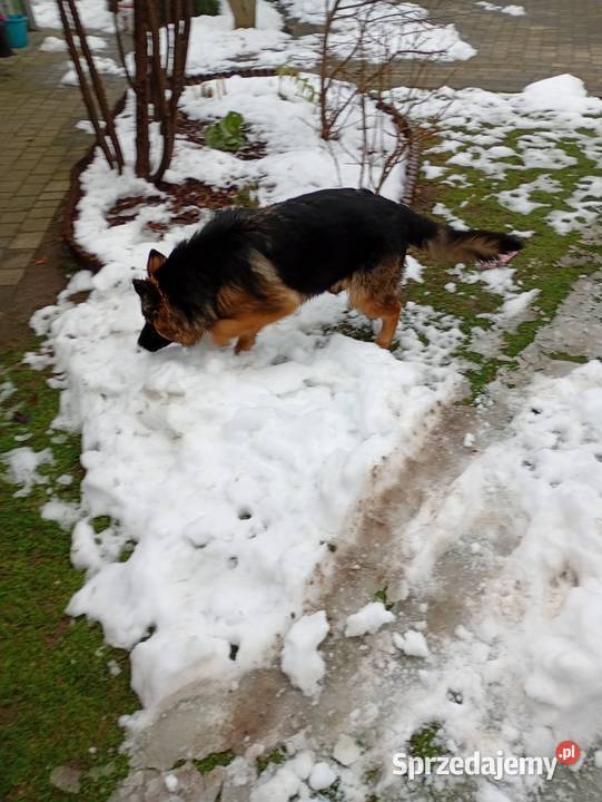 Owczarek niemiecki Konin