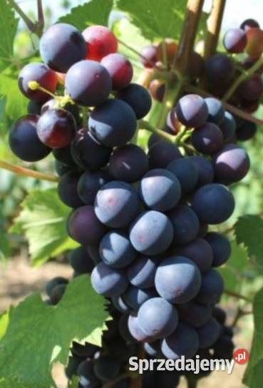 Szczepione winogrono na wino i soki Salome Łazy Brzyńskie