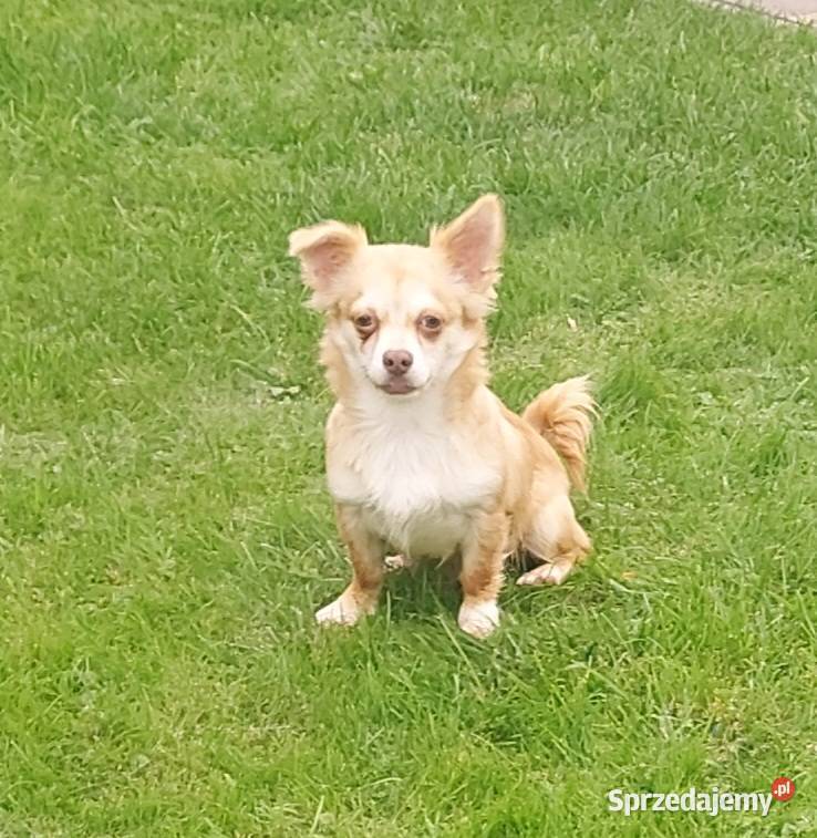 Chihuahua długowłosa szczeniaki Tarnów