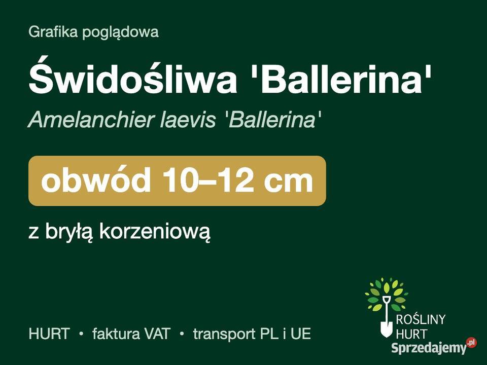 Świdośliwa Ballerina obwód 1012 z bryłą HURT wielkopolskie