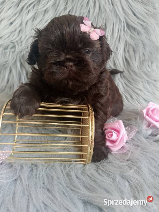 Czekoladowa suczka rasy ShihTzu szuka domku Kępno