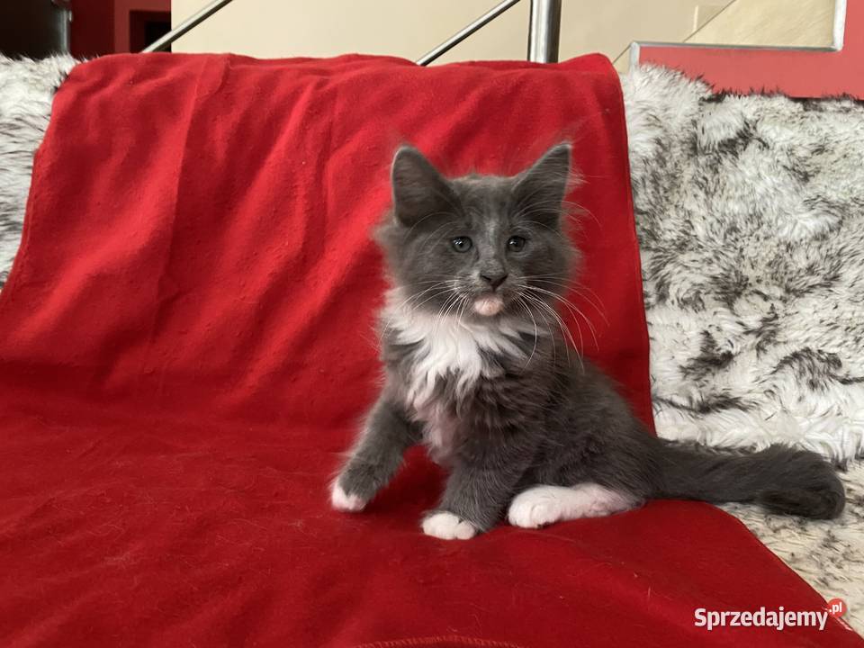 Kocięta Norweskie Leśne mazowieckie Warszawa sprzedam