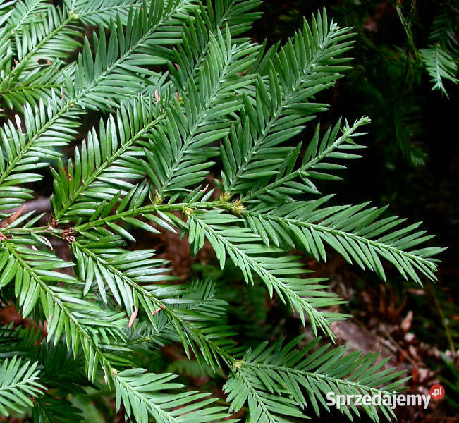 SEKWOJA ZAWSZEZIELONA Sequoia sempervirens Nasiona Lubanie