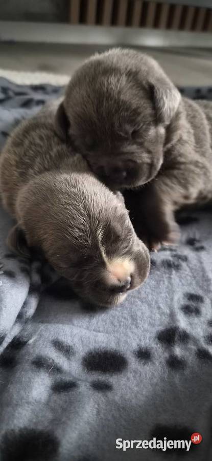 Cane corso lubelskie