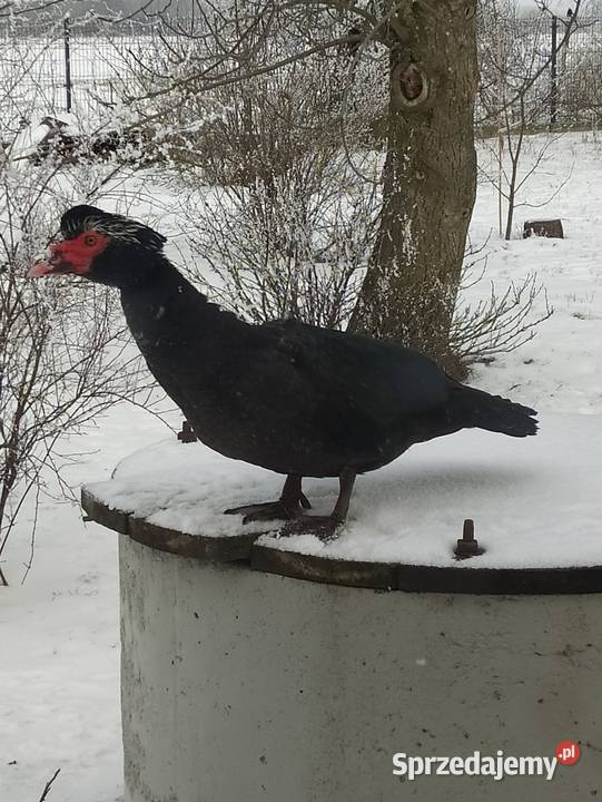 Kaczor piżmowy 2025r łódzkie Dąbrowice