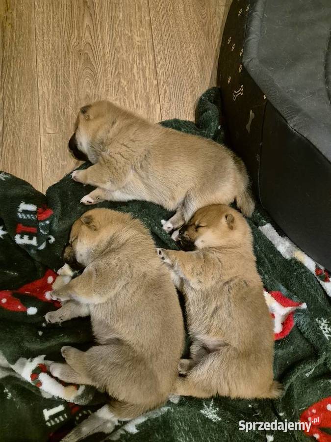 Szczeniak SHIBA INU RODOWÓD Pozostałe Rabka-Zdrój