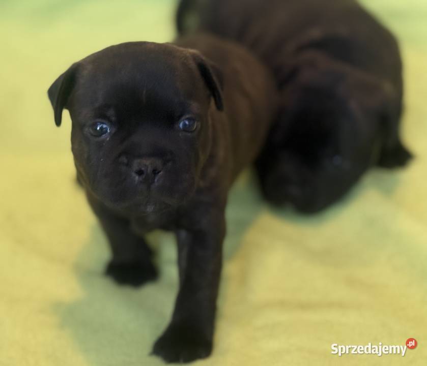 Staffik Staffordshire Bull Terrier ZKwP Sieradz