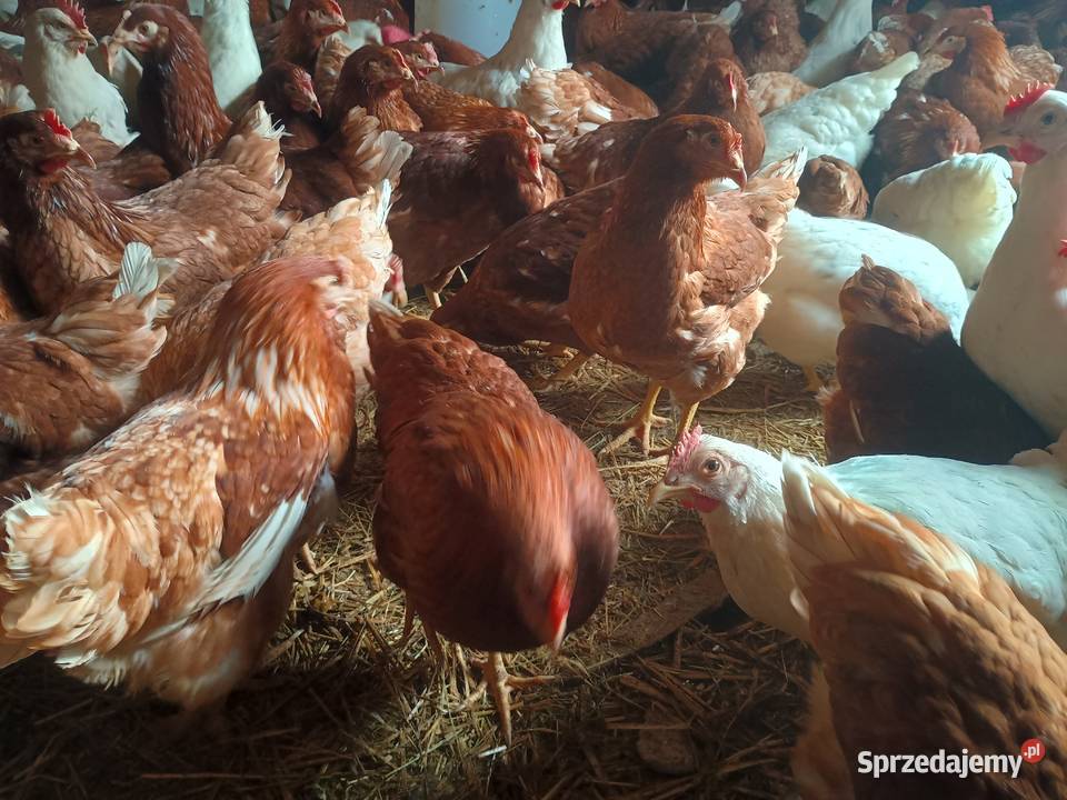 Kury nioski z jajkiem Chylin