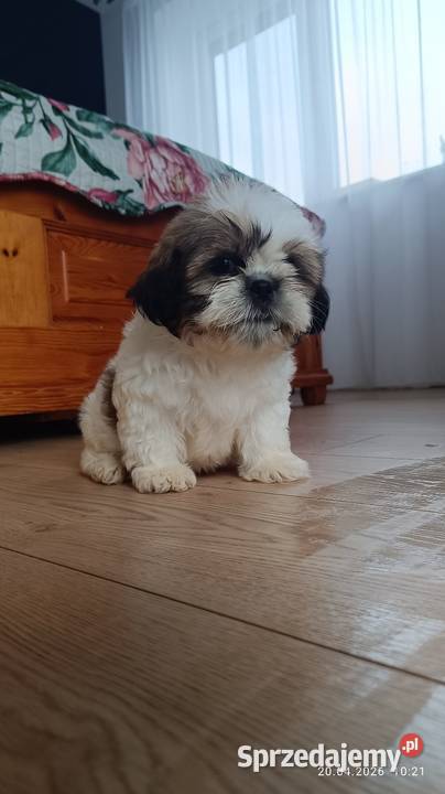 Szczeniaki shih tzu