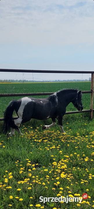 Kuc ogierek posada licencje Srokaty przekazuje Konie Szamotuły