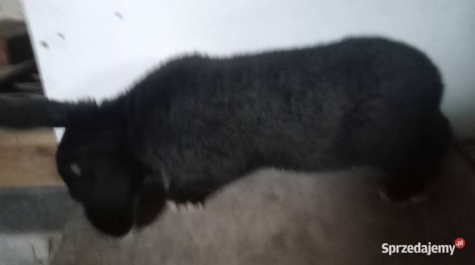 Samiec 7 miesięczny