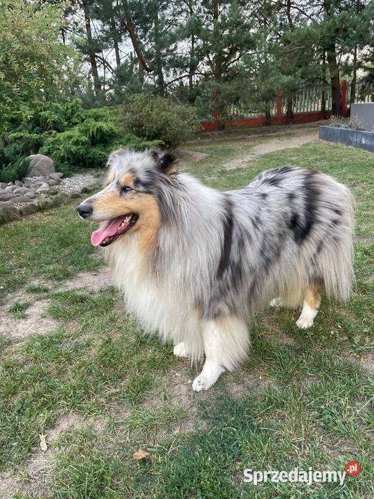 Owczarek szkocki długowłosy FCI Owczarek Szczerców