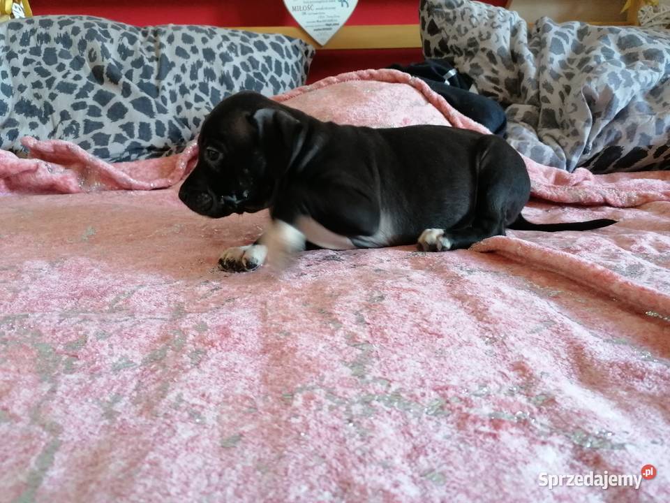 American staffordshire terrier amstaff wybitne Amstaff Lubiatowo