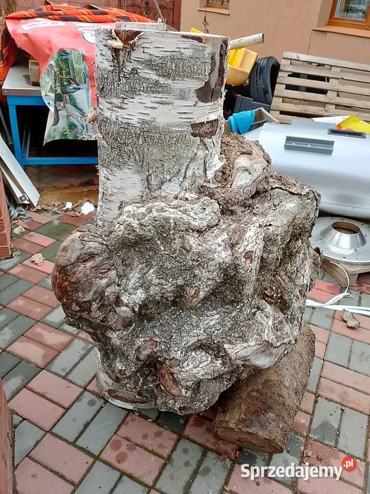 Brzoza czeczot rozmiar XXXXL Nowy Tomyśl