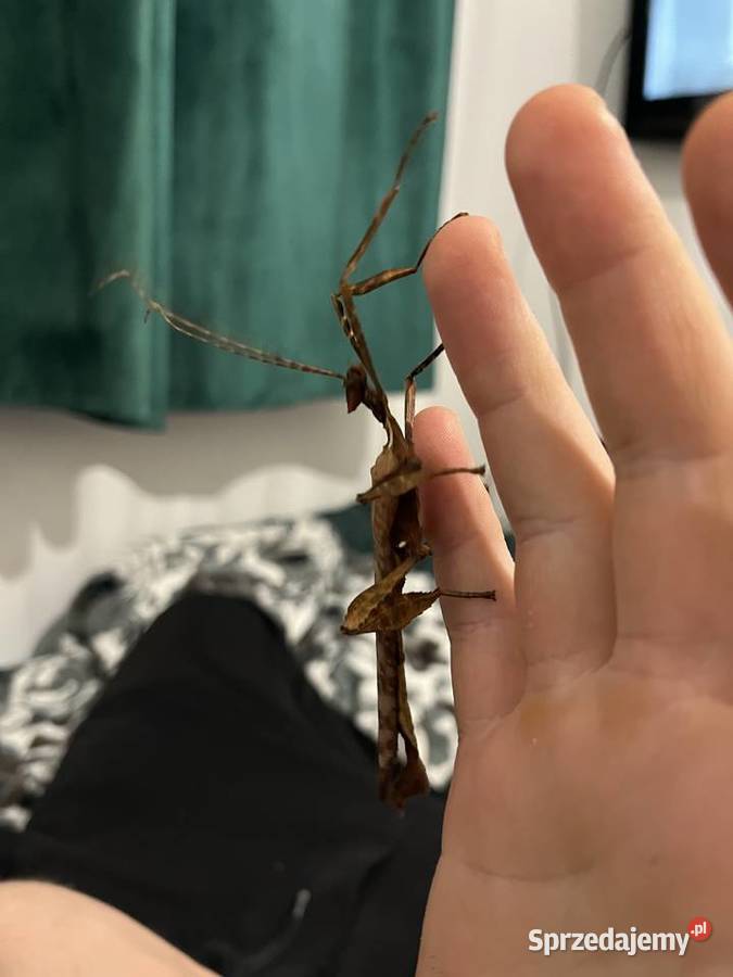 Straszyk australijski extatosoma tiaratium Rybnik