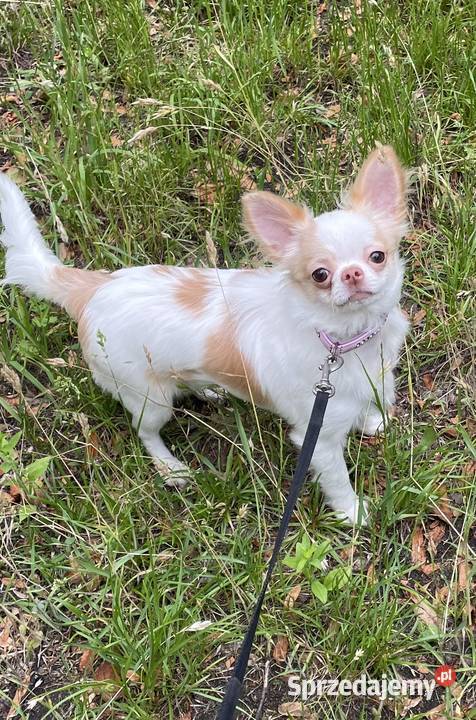 MALUTKA SUNIA Chihuahua długowłosa Chihuahua Trzebnica
