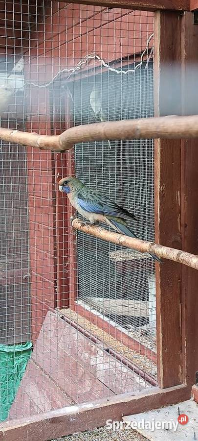 Rozela królewska papugi opolskie Jaworzno