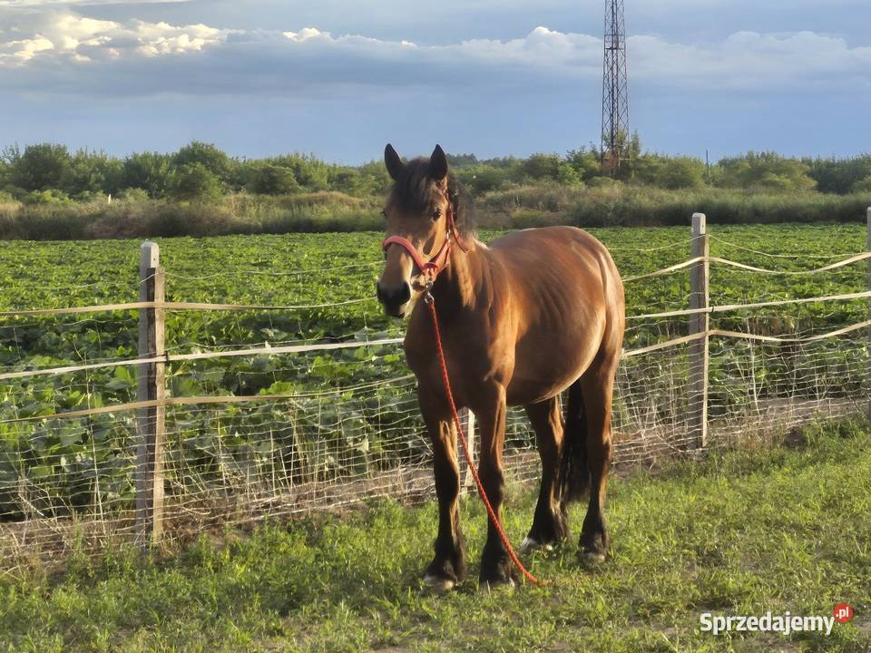 Sprzedam źrebna klacz Hrubieszów