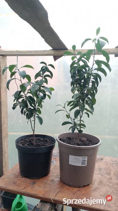 Drzewka mandarynki sztuka 65 Czarzyzna sprzedam