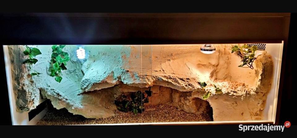 Terrarium pustynne gekona lamparciego agamy Oświęcim