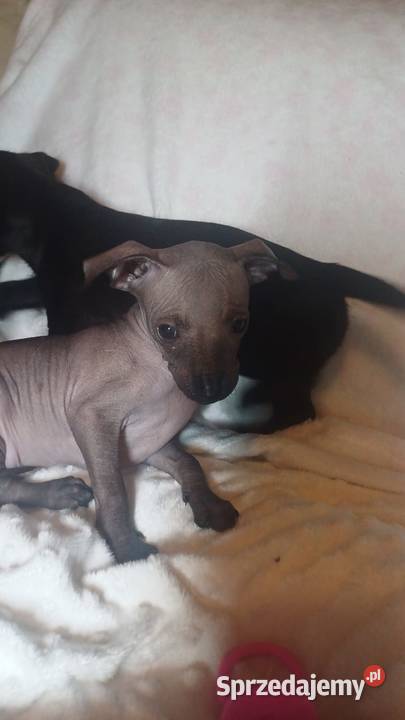 Nagi pies meksykański Xolo Xoloitzcuintle Pomiechówek sprzedam