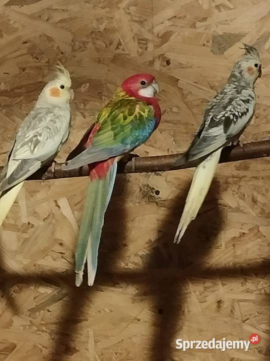 Para lęgowa rozelli bialolicej pomorskie