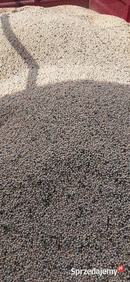 Groch siewny Batuta małopolskie Wolbrom