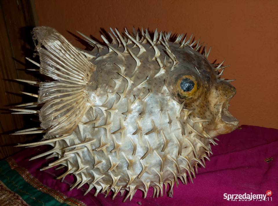 Muszle i gąbki morskie Gniewoszyce