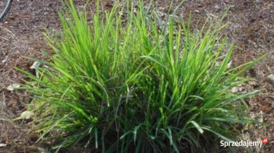 RÓŻA PALMOWA  Cymbopogon martinii NASIONA 100g Lubanie