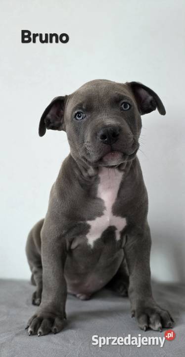 American Bully XL Wejherowo