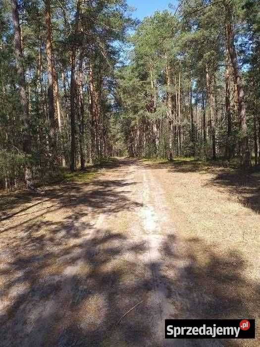 Działka leśna rekreacyjna biznes zamiana mazowieckie Mińsk Mazowiecki