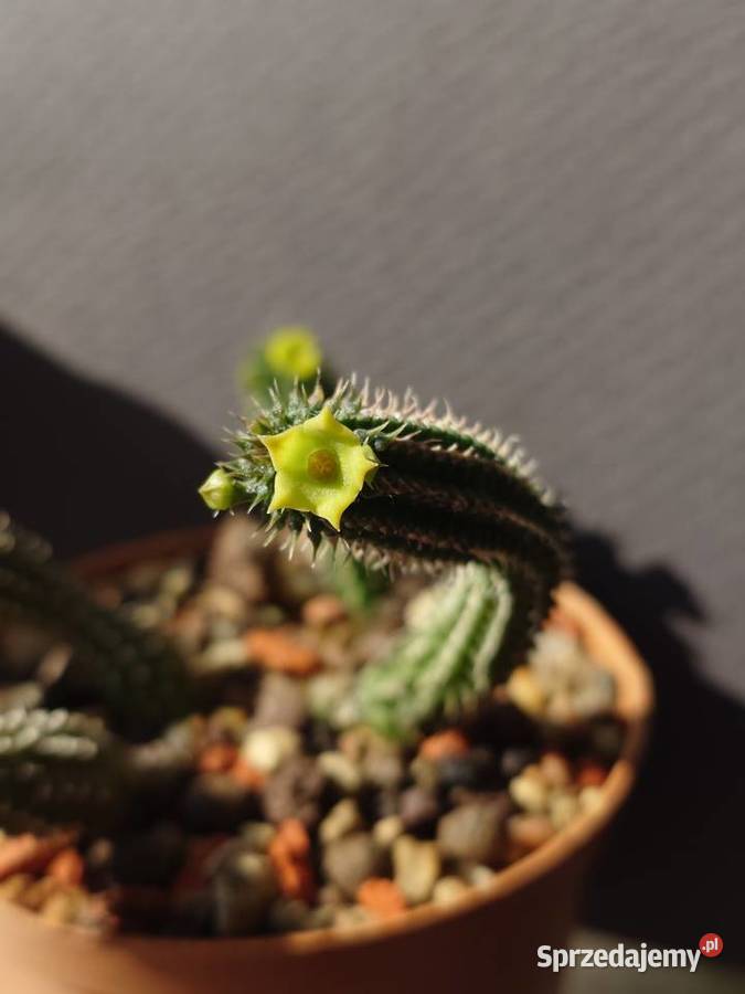 Echidnopsis chrysantha sukulent miniatura Warszawa