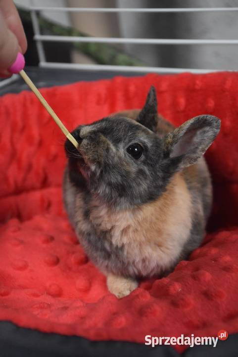 Karzełek rex Miniaturka Mini królik miniaturka Lipno sprzedam