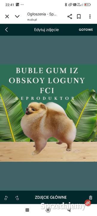 Dorosły pomeranian z uprawnieniami FCI mazowieckie Warszawa