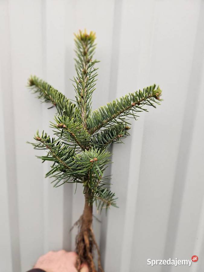 jodła kaukaska Skawina