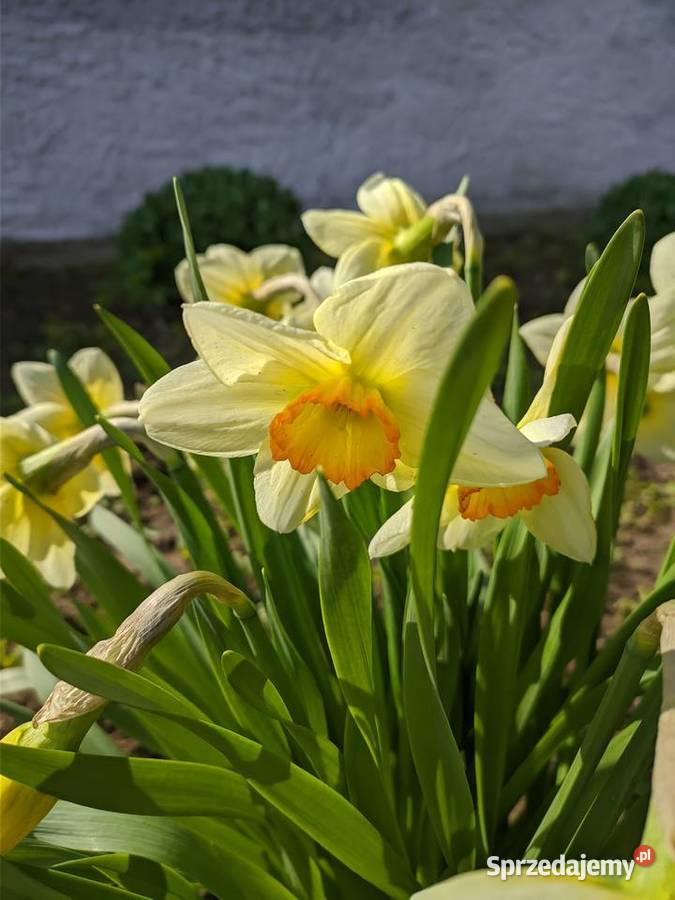 Żonkil Narcyz Biały Sadzonka MIX lubelskie Lublin sprzedam