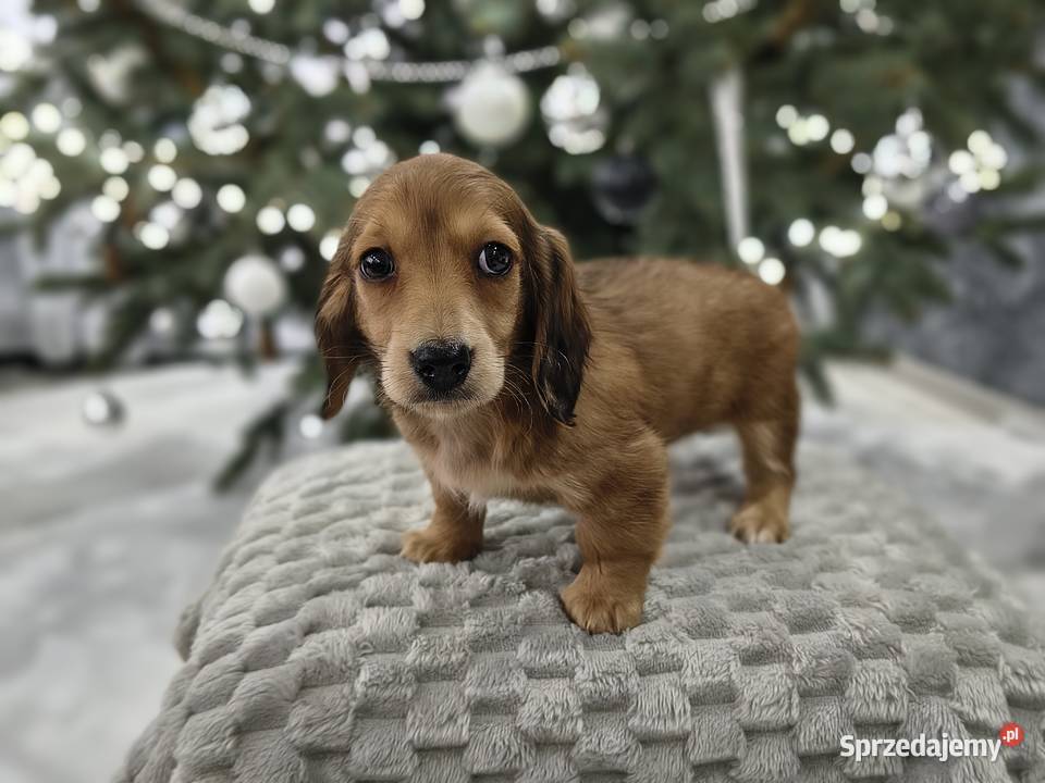 Jamnik długowłosy miniaturowy rudy gen kremowy Żychlin sprzedam