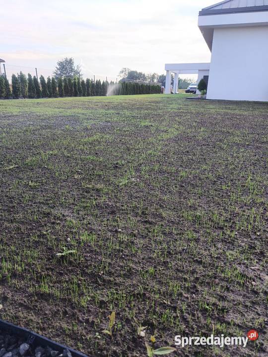 Regeneracja trawników systemy nawadniające Czarna