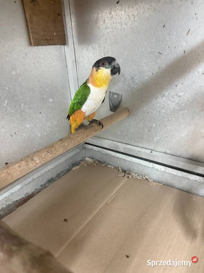 Barwinka czarnogłowa Piaseczno