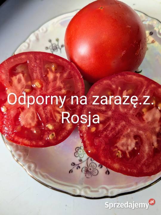 Ogórek rosyjski Wierasen Wrzesień odmiany sprzedam